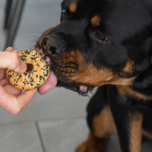 Every-paw-thing Bagel | Café