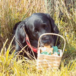 dog with basket of fall cookies for dogs